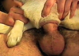 Dude is wearing doggy's asshole on his hard dick