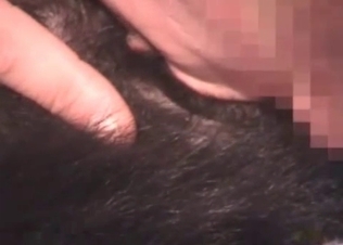 Zoophile is giving a hot anilingus for a doggy