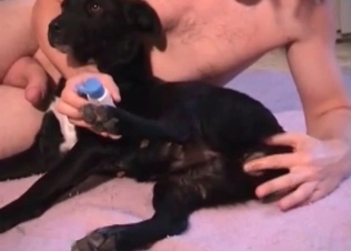 Zoophile is giving a hot anilingus for a doggy