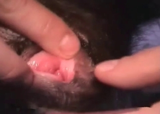 Zoophile is giving a hot anilingus for a doggy