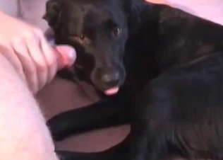 Zoophile is giving a hot anilingus for a doggy