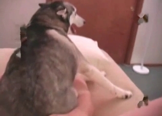 Dirty anal sex with a doggy in the missionary pose