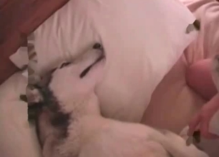 Dirty anal sex with a doggy in the missionary pose