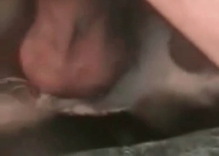 Male fucks with an animal in the doggy style pose