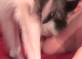 Kinky zoophile slut and her lovely playful husky