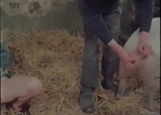 Old dirty zoophile fucks a cute farm animal in the doggy pose