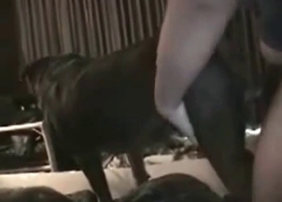 Zoophile male is holding and fucking a nice doggy