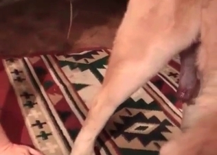 Sexy puppy drills a juicy tight hole of a human