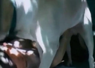 Doggy's dick deep inside babe's moist vagina is looking hot