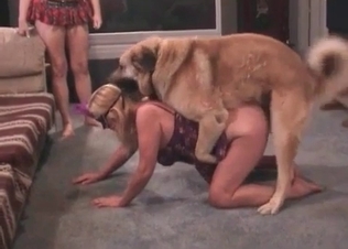 Afghan dog is having a dirty oral sex with a host