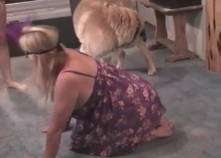 Afghan dog is having a dirty oral sex with a host