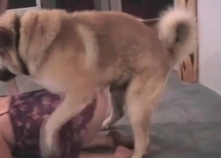 Afghan dog is having a dirty oral sex with a host