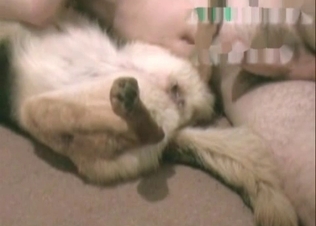 German shepherd is getting drilled hard by a zoophile
