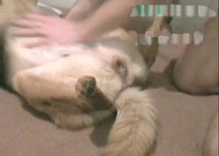 German shepherd is getting drilled hard by a zoophile