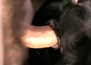 Dirty zoophile fucker is drilling a nice dark puppy