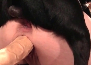 Sex toys for a zoophile in the animal porn scene