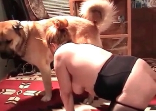Sex toys for a zoophile in the animal porn scene