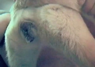 Sex with a doggy in the awesome close-up video