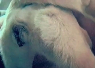 Sex with a doggy in the awesome close-up video