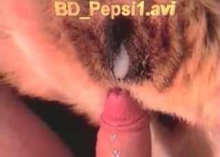 Small cock of a zoophile is being sucked by a dog