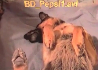 Small cock of a zoophile is being sucked by a dog