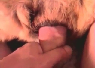 Small cock of a zoophile is being sucked by a dog
