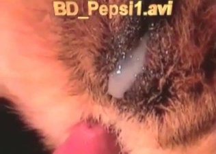 Small cock of a zoophile is being sucked by a dog