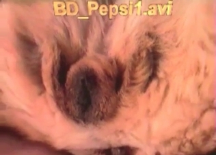 Small cock of a zoophile is being sucked by a dog