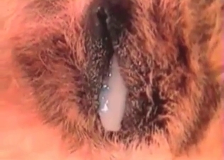 Small cock of a zoophile is being sucked by a dog