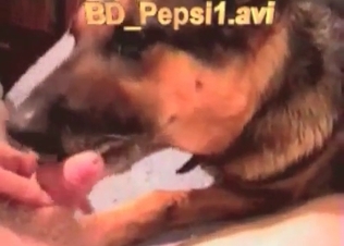Small cock of a zoophile is being sucked by a dog