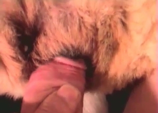 Small cock of a zoophile is being sucked by a dog