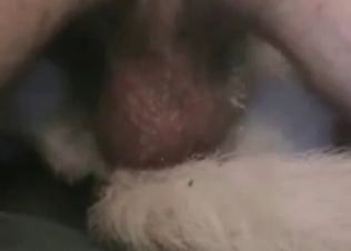 Tight dick is a juicy doggy's asshole in the zoo scene