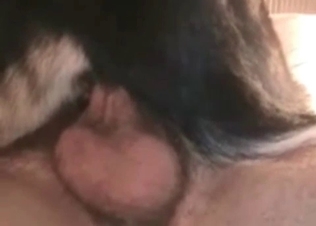 Tight dick is a juicy doggy's asshole in the zoo scene