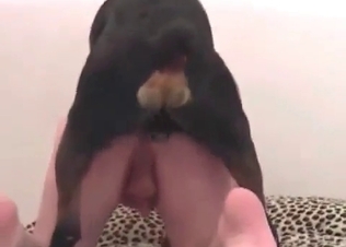 Fast sex with a doggy in the doggy style position