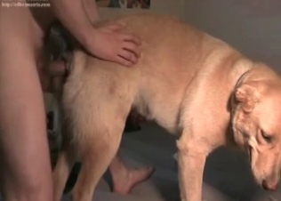 Sweet hound is enjoying crazy zoo action in the bed