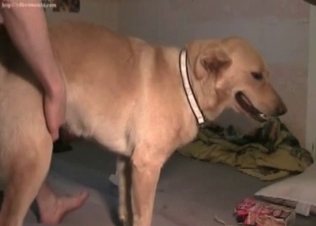 Sweet hound is enjoying crazy zoo action in the bed