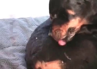 Dog fucker drills his lovely naughty animal on the cam