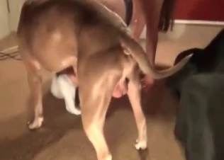 Impressive cutie is getting drilled by an animal