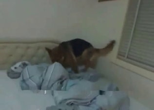 Slender German shepherd is getting anally fucked