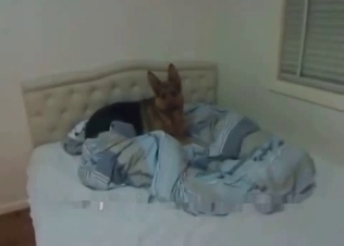 Slender German shepherd is getting anally fucked