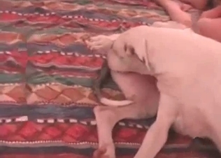 This zoophile wants to taste animal cum so freaking much