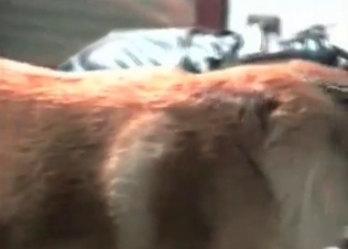 Chick is crowing while playing with her doggy