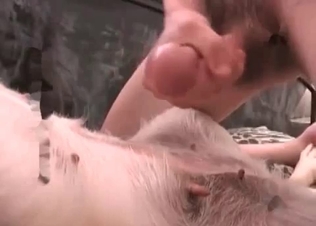 Small doggy is getting drilled hard by a nice zoophile