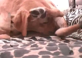 Small doggy is getting drilled hard by a nice zoophile