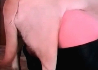 Massive Retriever fucks with an awesome slender zoophile