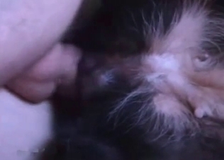 Small doggy is getting fucked by a massive boner
