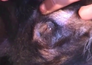 Small doggy is getting fucked by a massive boner