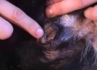 Small doggy is getting fucked by a massive boner