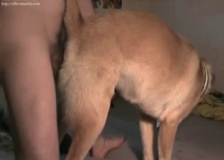 Horny young hound is being pounded from behind