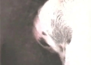 Awesome dirty sex with an animal in the bestial scene